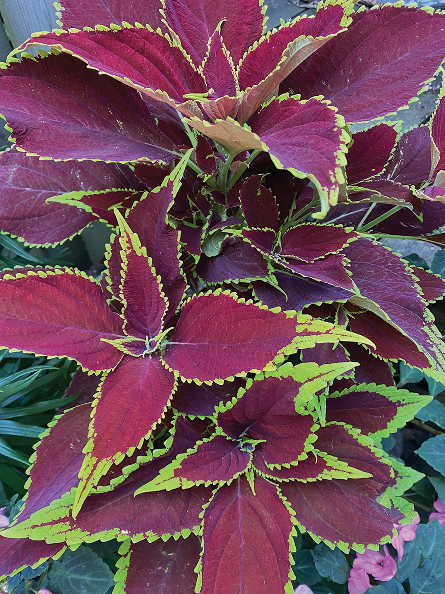 Ruby Ruffles Coleus Coleus, Ruby Hearts – William Dam Seeds