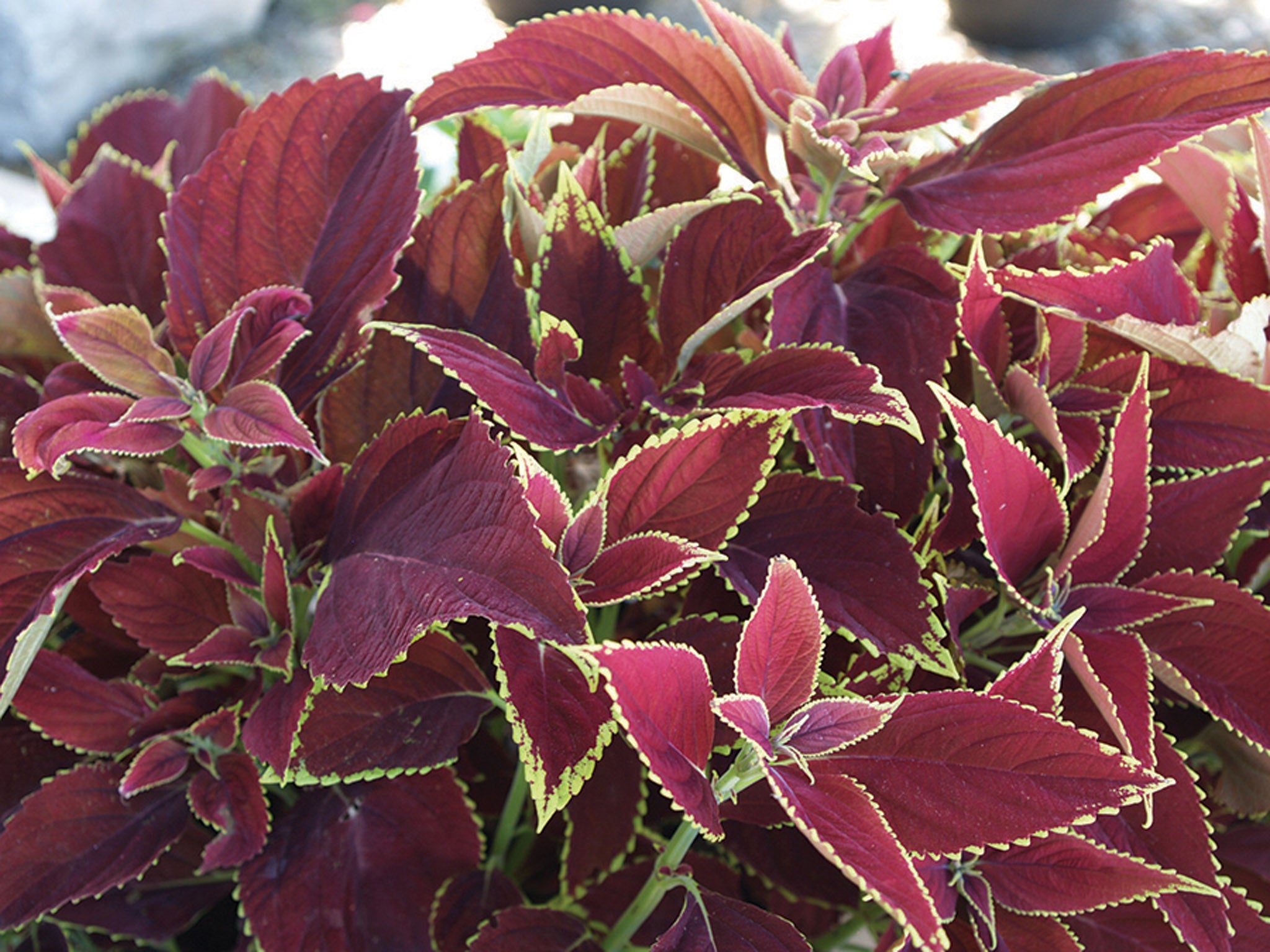 Ruby Ruffles Coleus Coleus, Ruby Hearts – William Dam Seeds