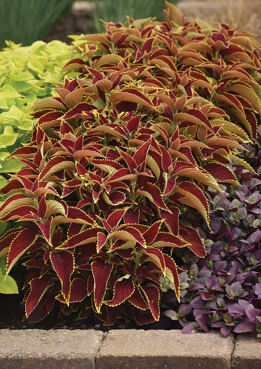 Ruby Ruffles Coleus Coleus, Ruby Hearts – William Dam Seeds