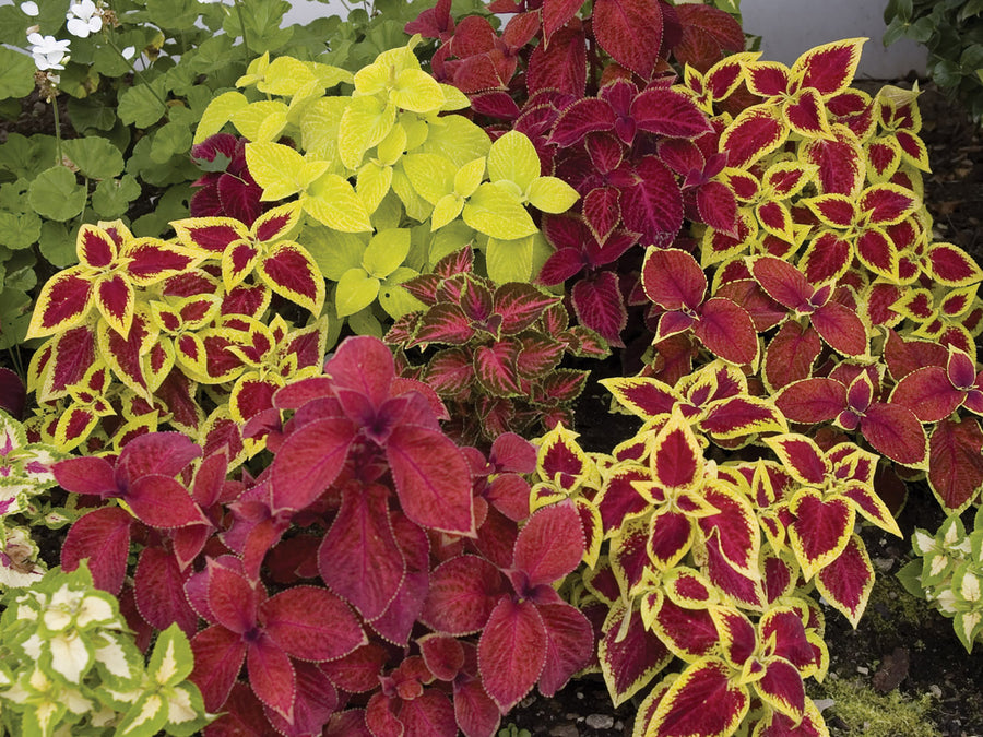 Coleus, Wizard Mix