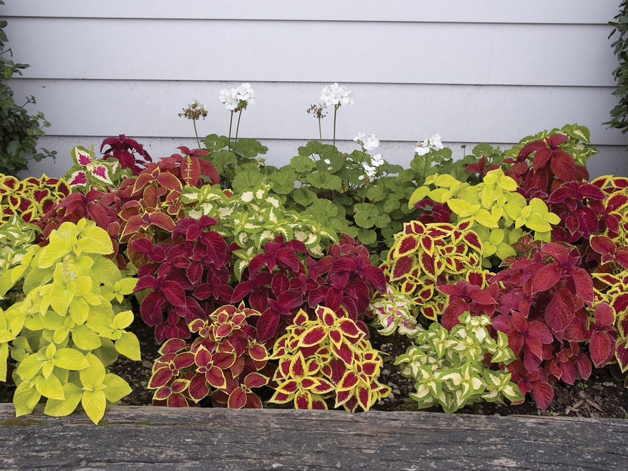 Coleus, Wizard Mix