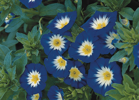 Convolvulus