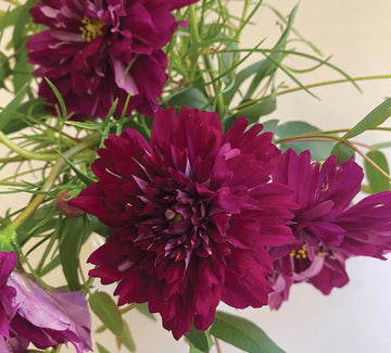 Cosmos, Cranberries