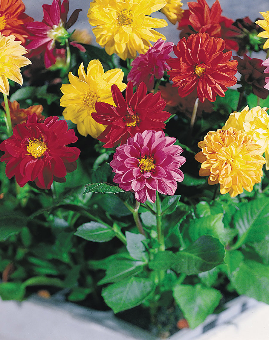Dahlia, Garden Pride Mix