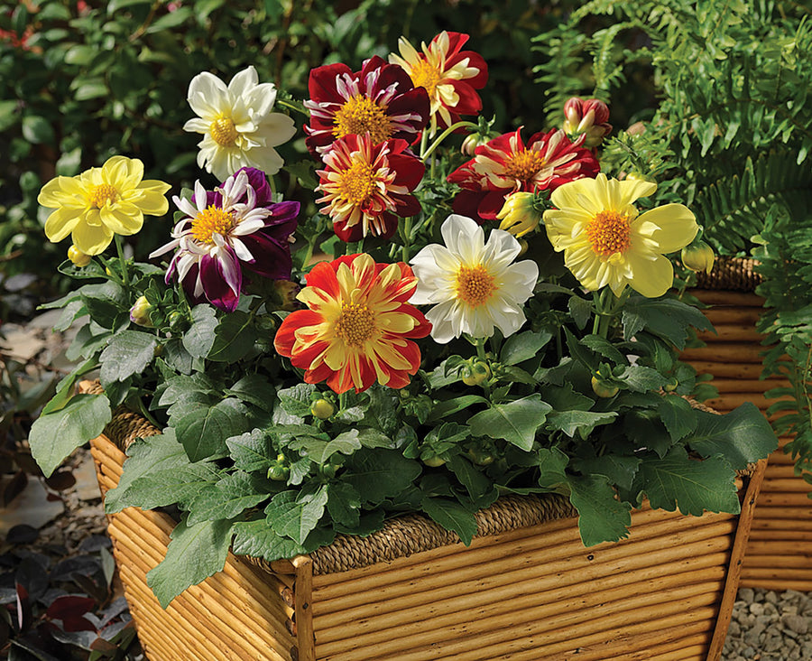 Dahlia, Harlequin Mix