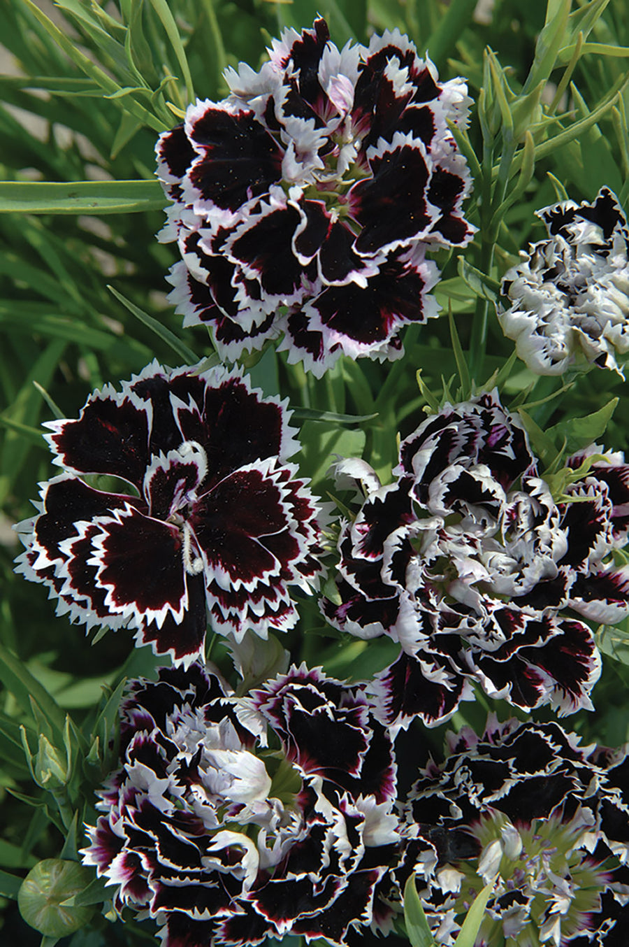 Black & White Minstrels