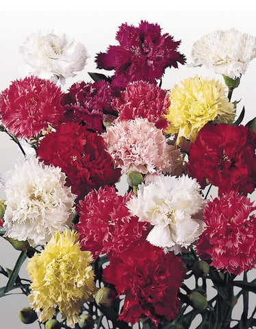 Dianthus, Chabaud Mixture