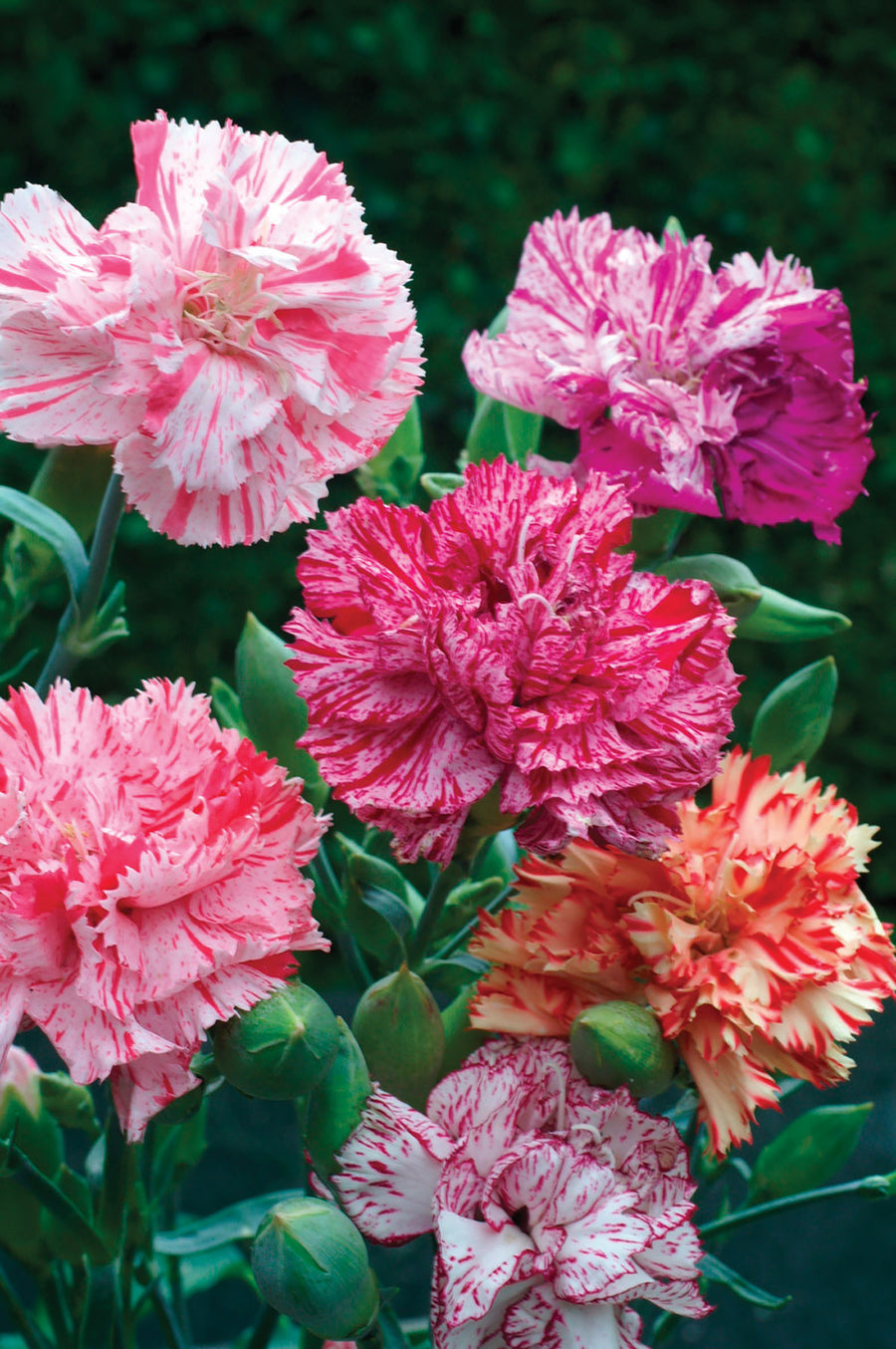 Dianthus, Picotee Fantasy