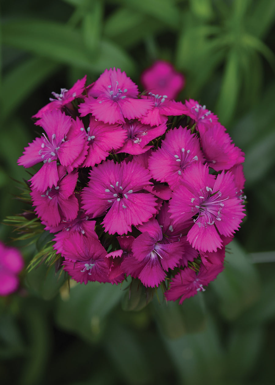 Dianthus, Sweet Neon Purple