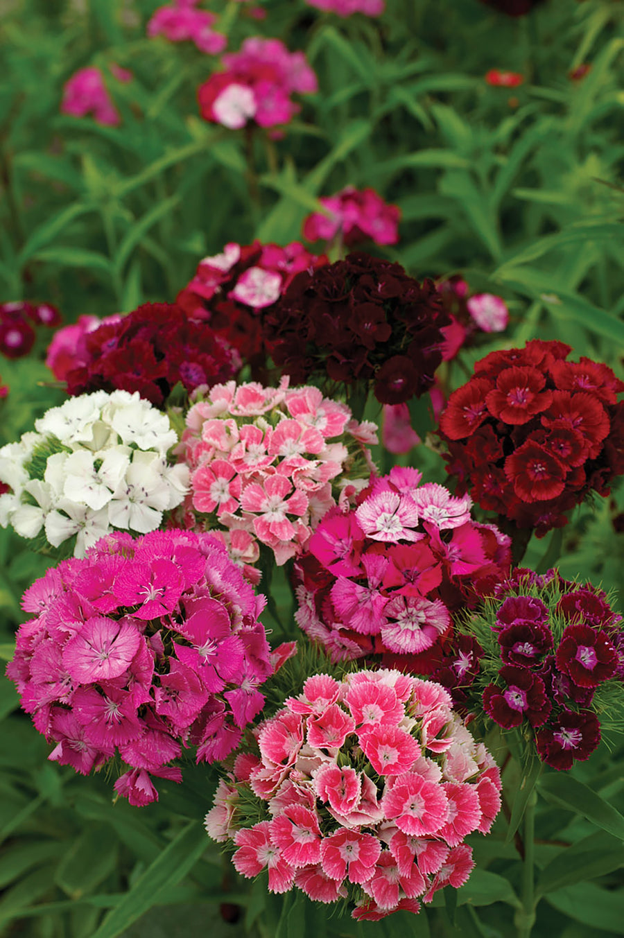 Dianthus, Frisco Mix