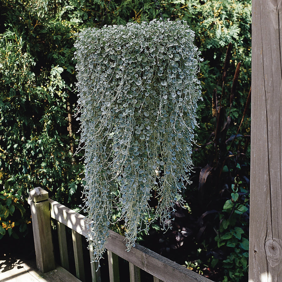 Dichondra, Silver Falls - SE