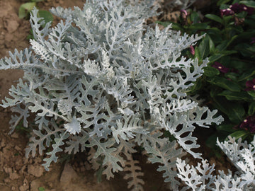 Dusty Miller, Silverdust