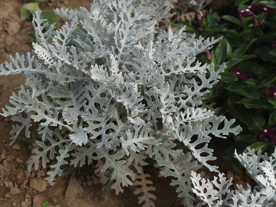 Dusty Miller, Silverdust