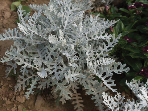 Dusty Miller, Silverdust