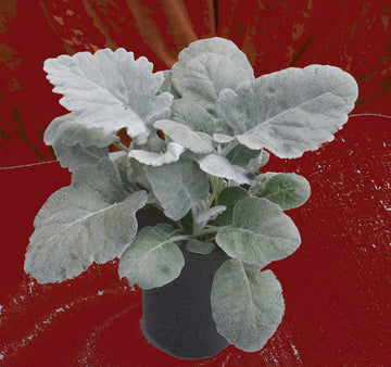 Dusty Miller, New Look