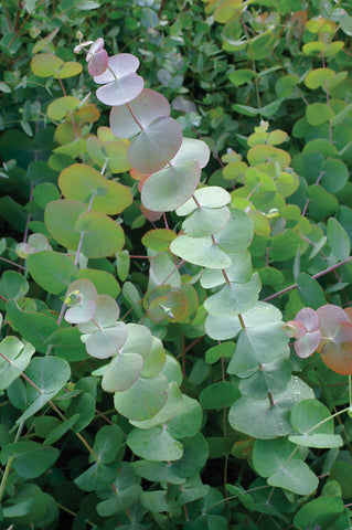 Eucalyptus, Silver Dollar