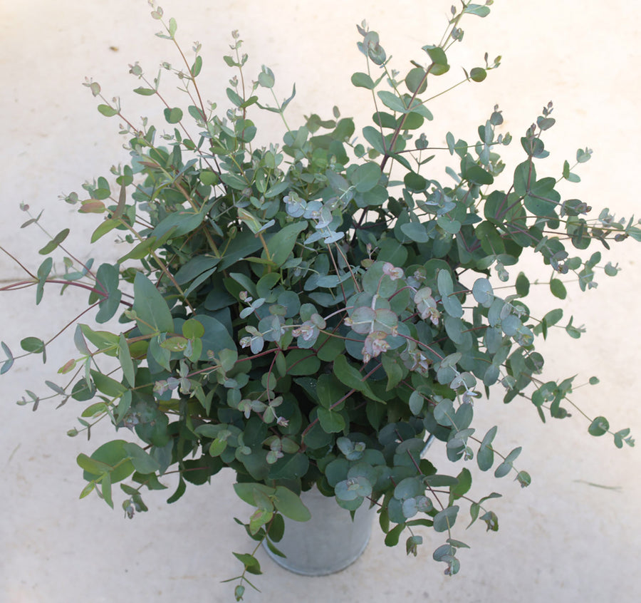 Eucalyptus, Silver Drop :SE