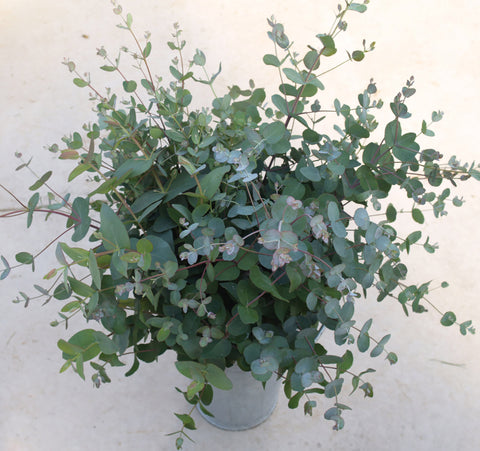 Eucalyptus, Silver Drop :SE