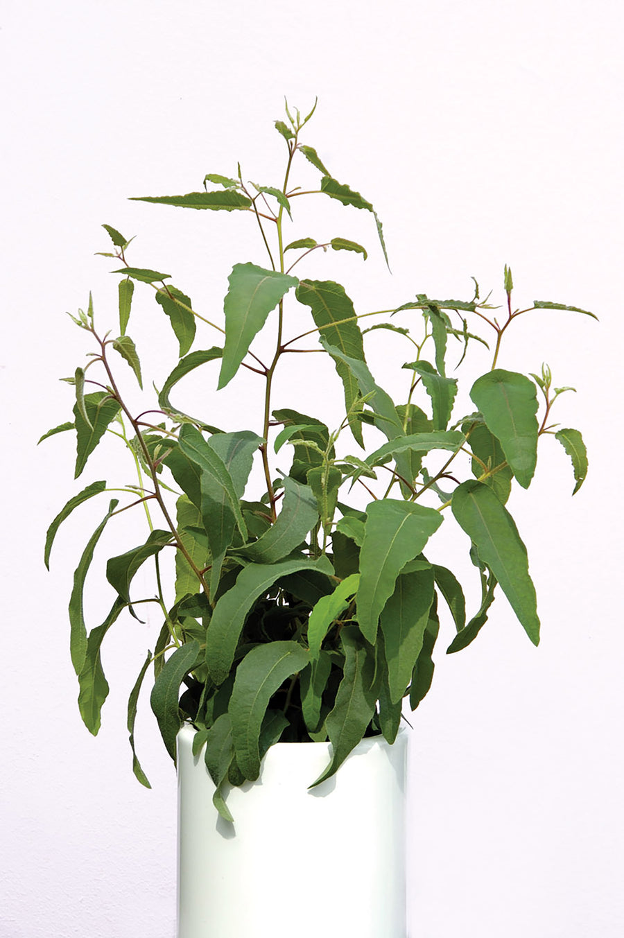 Eucalyptus, Lemon Bush