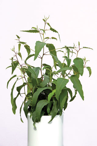 Eucalyptus, Lemon Bush