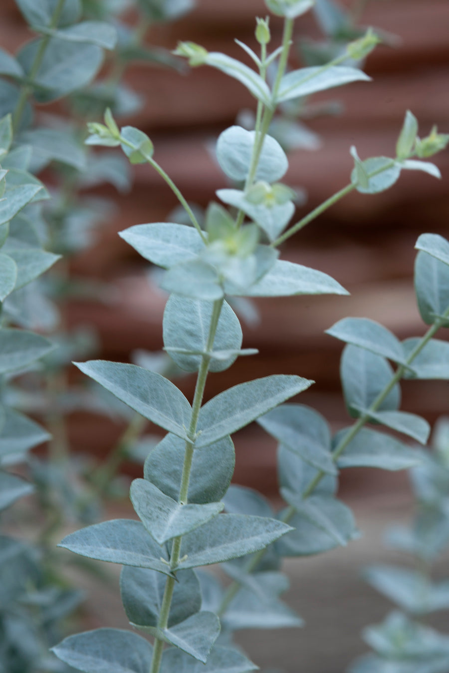 Eucalyptus, Moon Lagoon