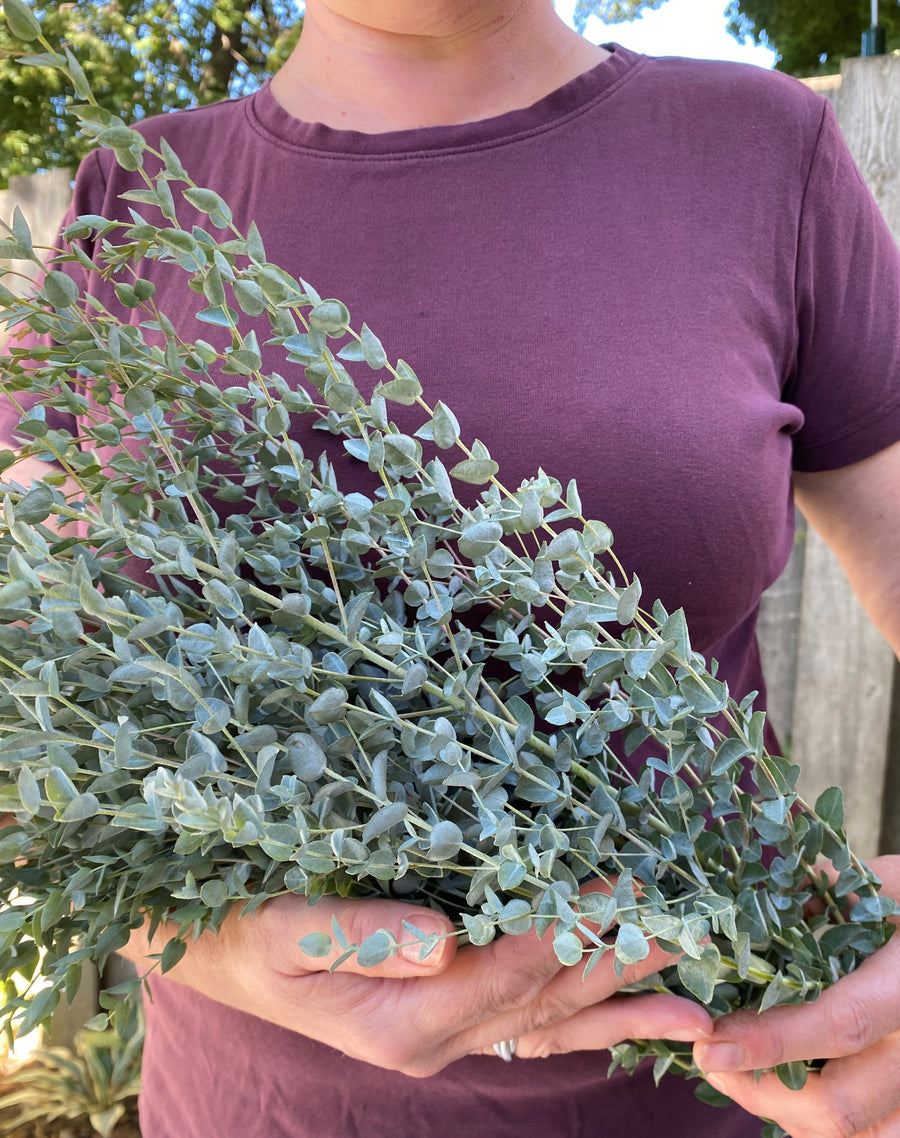 Eucalyptus, Moon Lagoon