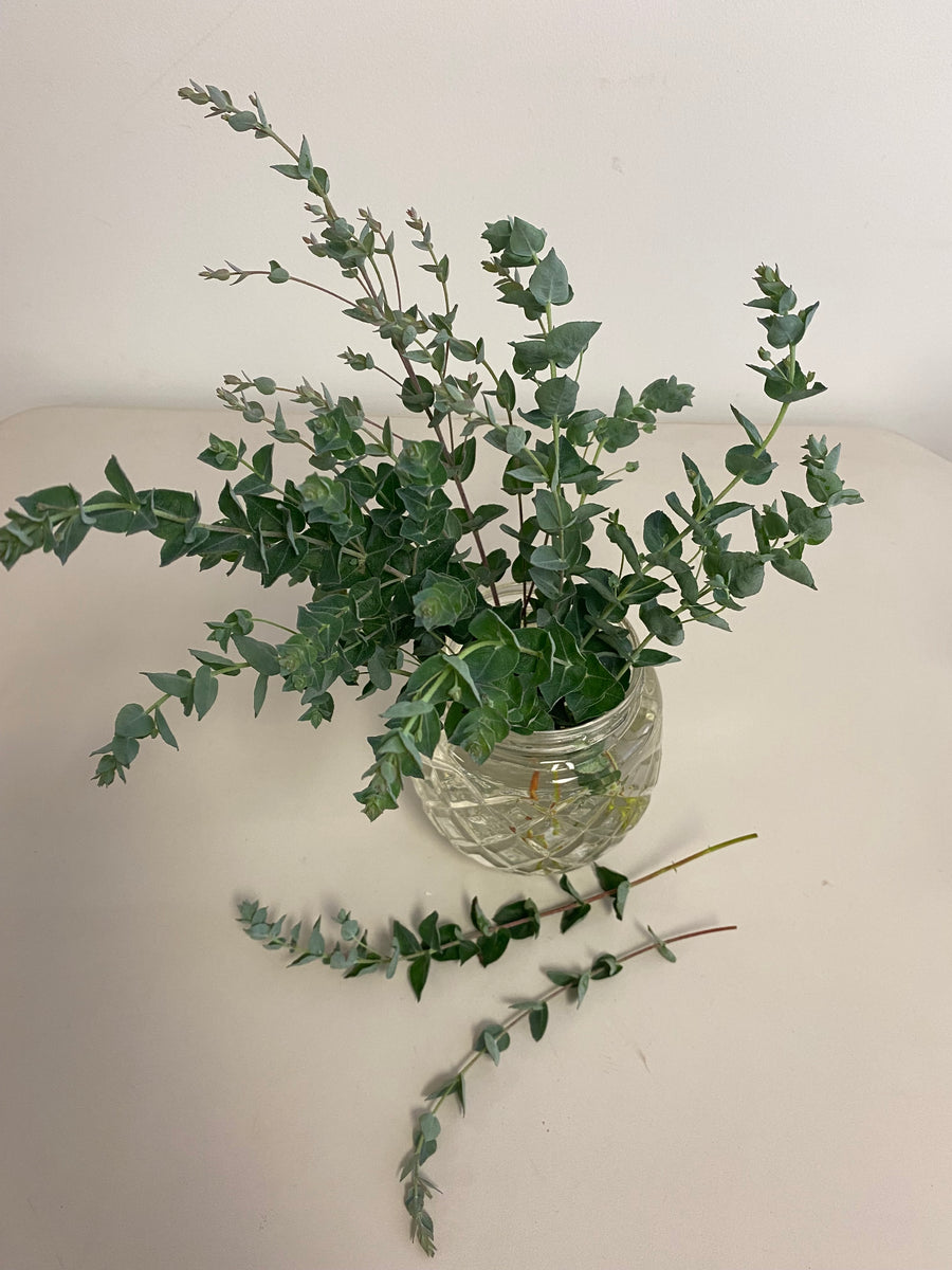 Eucalyptus, Moon Lagoon