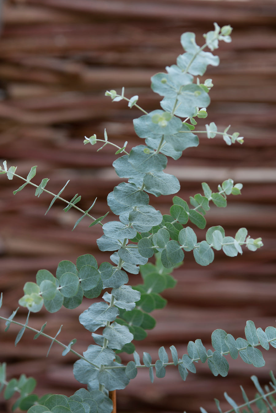 Eucalyptus, Book Leaf Mallee