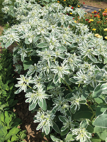 Euphorbia, Kilimanjaro