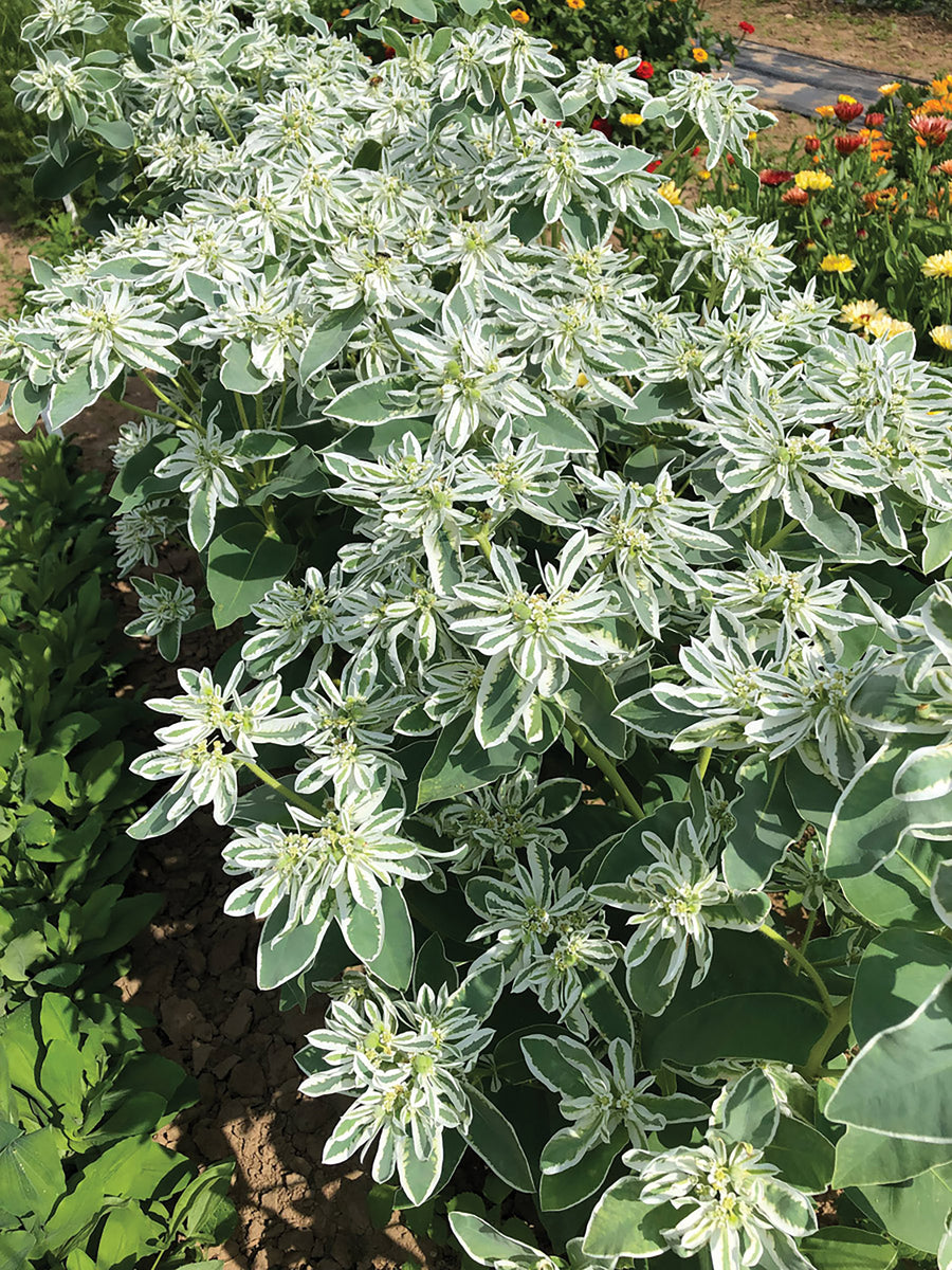 Euphorbia, Kilimanjaro