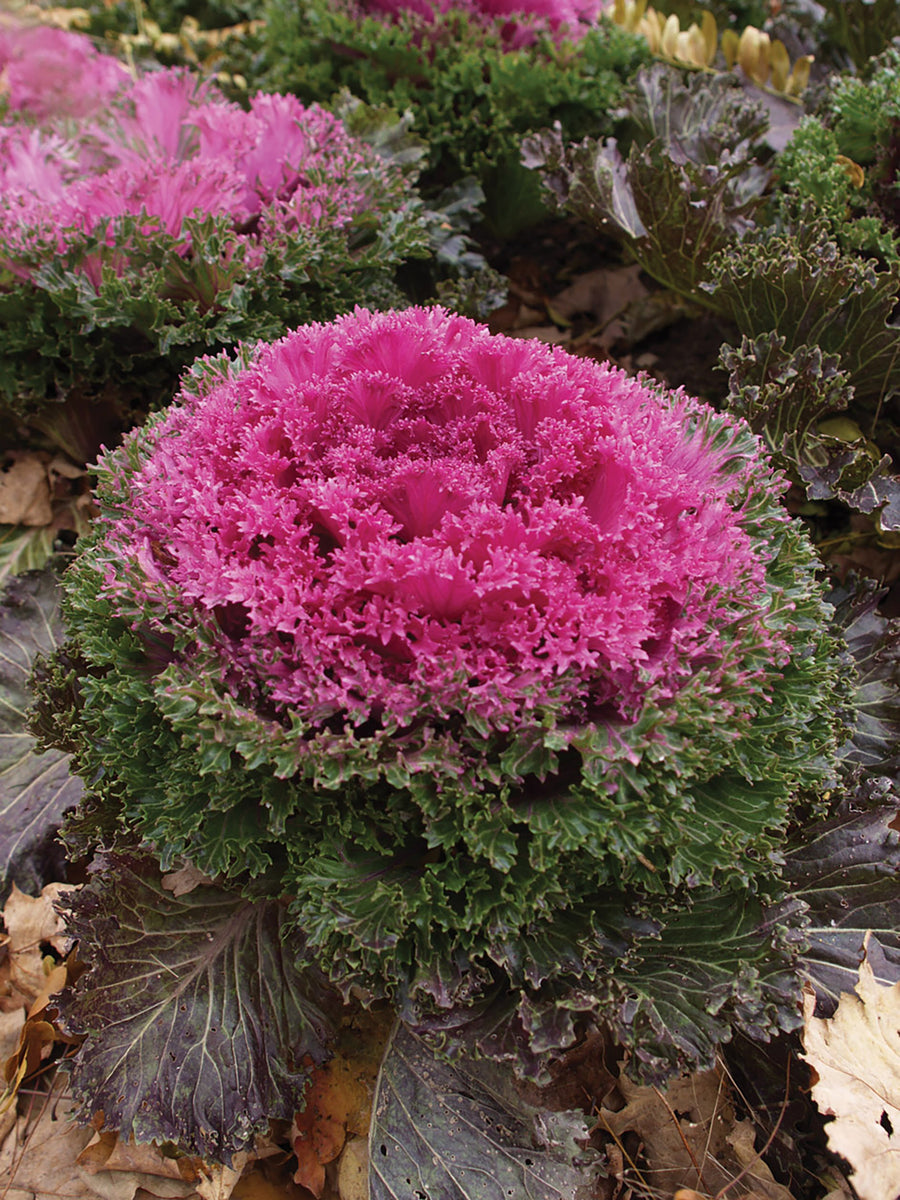 Flowering Kale, Glamour Red
