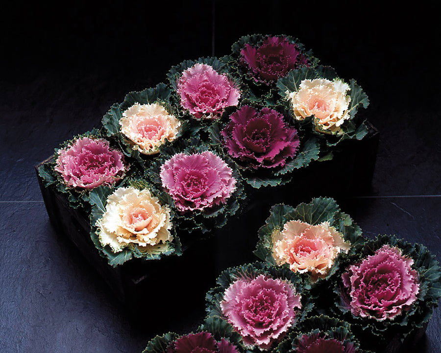 Flowering Kale, Songbird Formula Mix