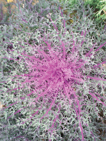 Flowering Kale, Red Peacock Hybrid:DC