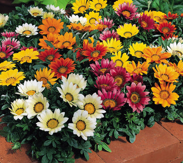 Gazania, Kiss Mixture
