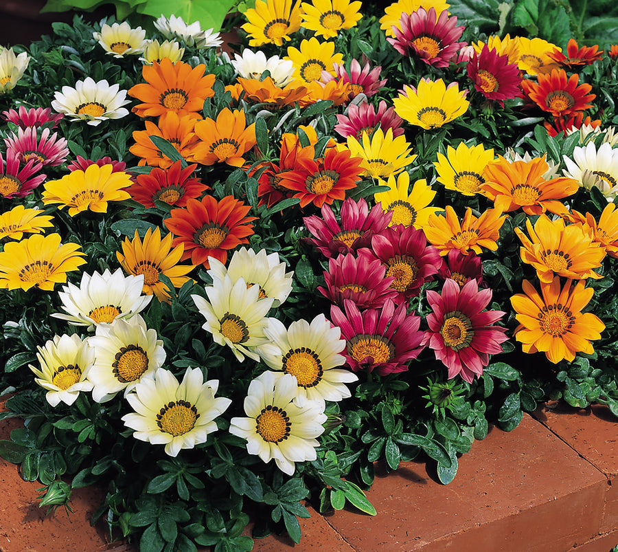 Gazania, Kiss Mixture