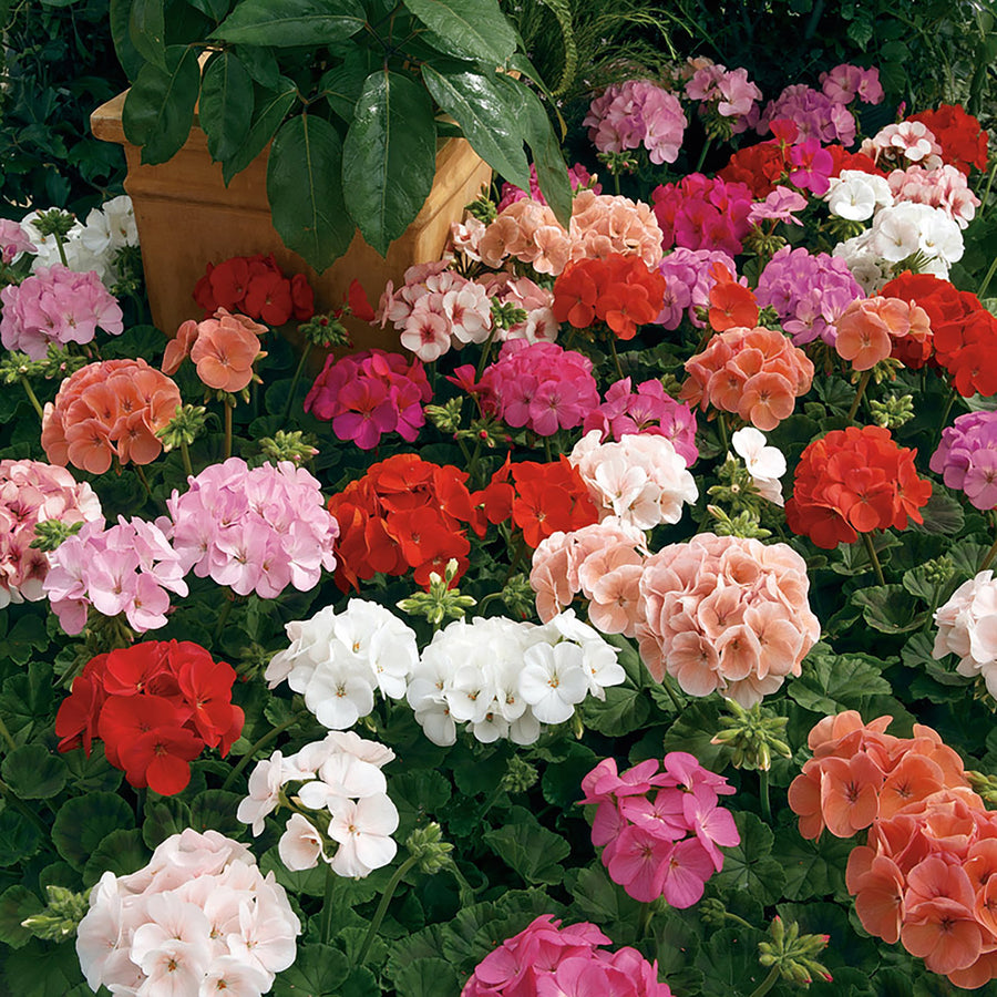 Geranium, Maverick Formula Mix:SE – William Dam Seeds