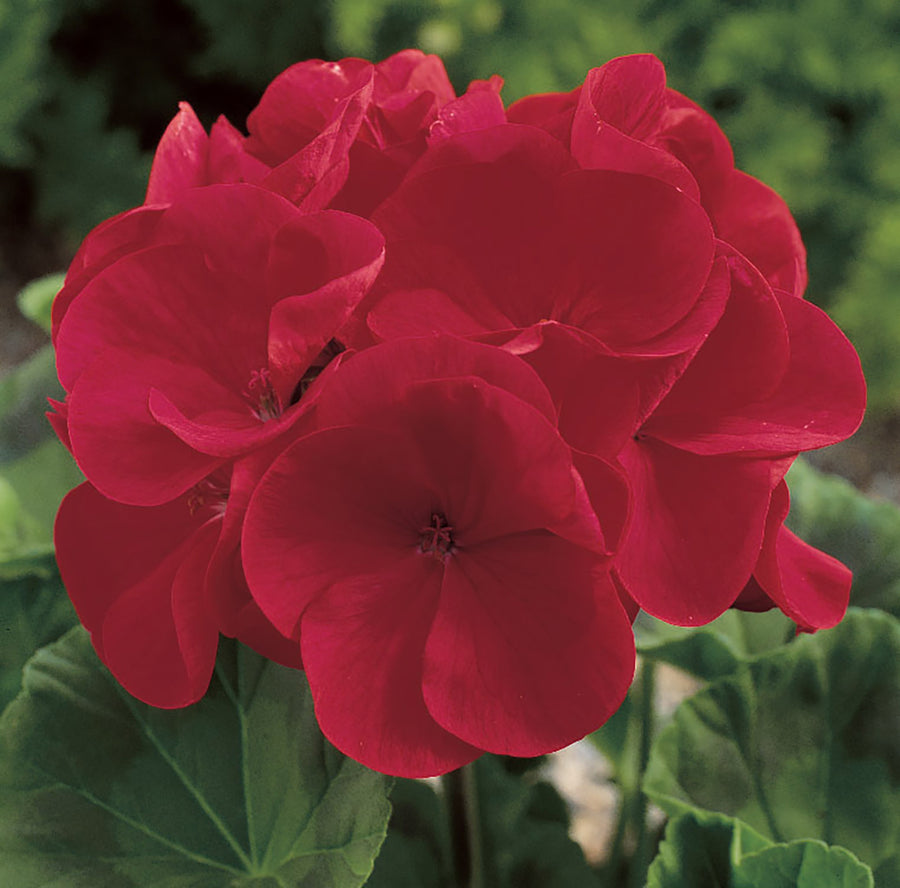 Geranium, Maverick Red