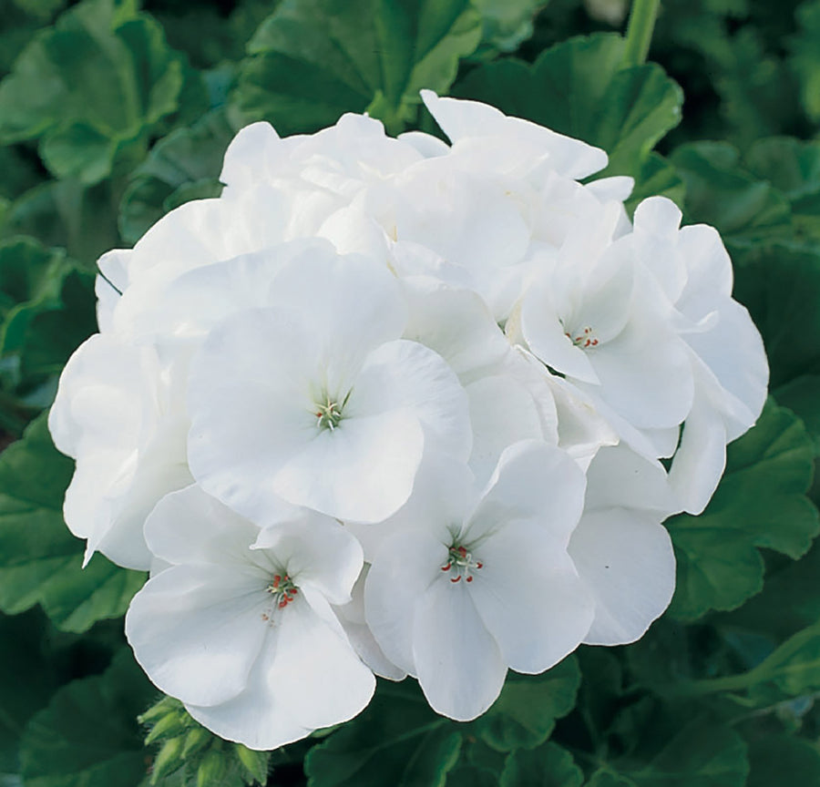 Geranium, Maverick White