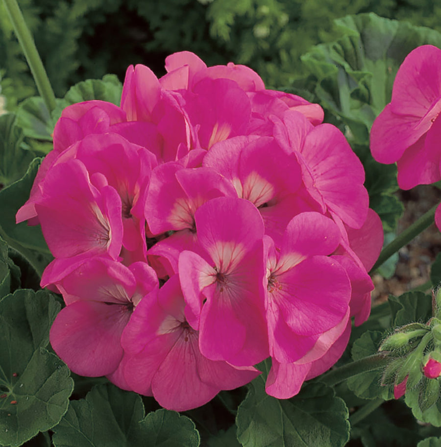 Geranium, Maverick Pink