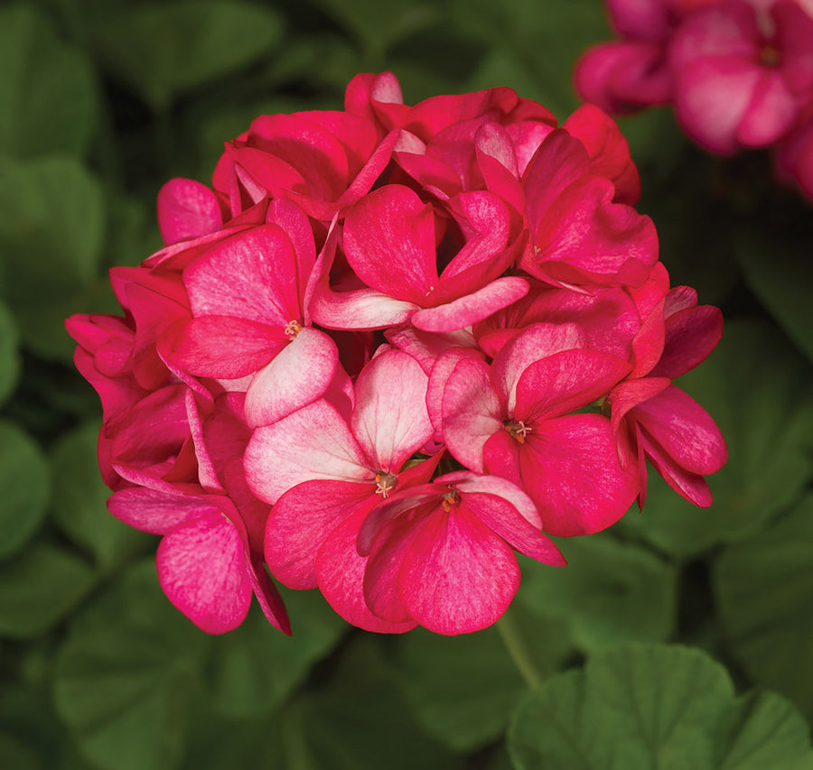 Geranium, Maverick Violet Picotee