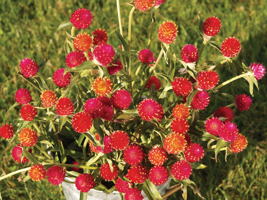 Gomphrena, Hot Mix