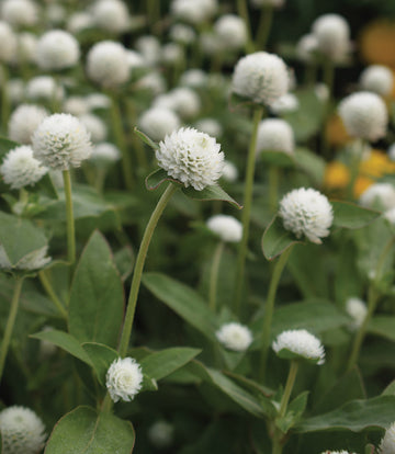 Gomphrena, Audray White