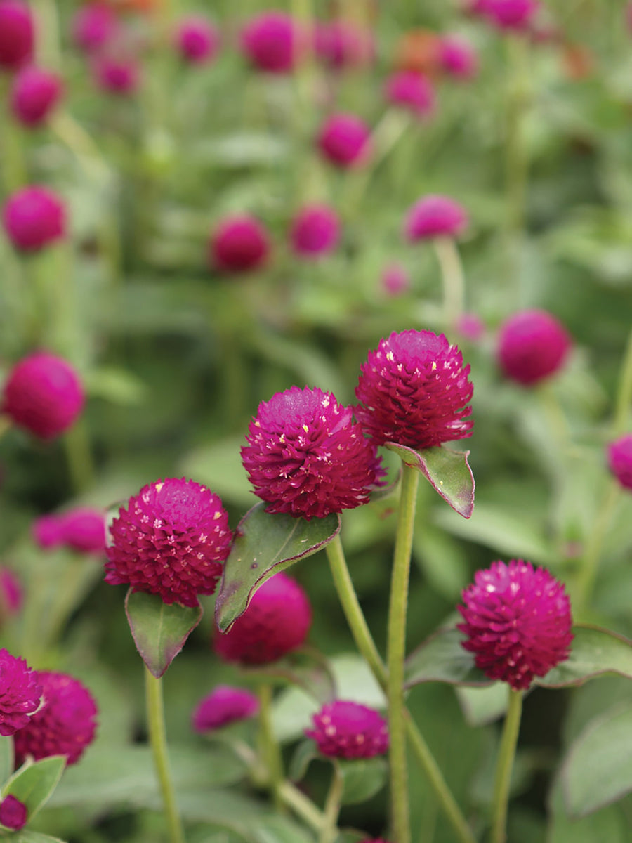 Gomphrena, Audray Purple