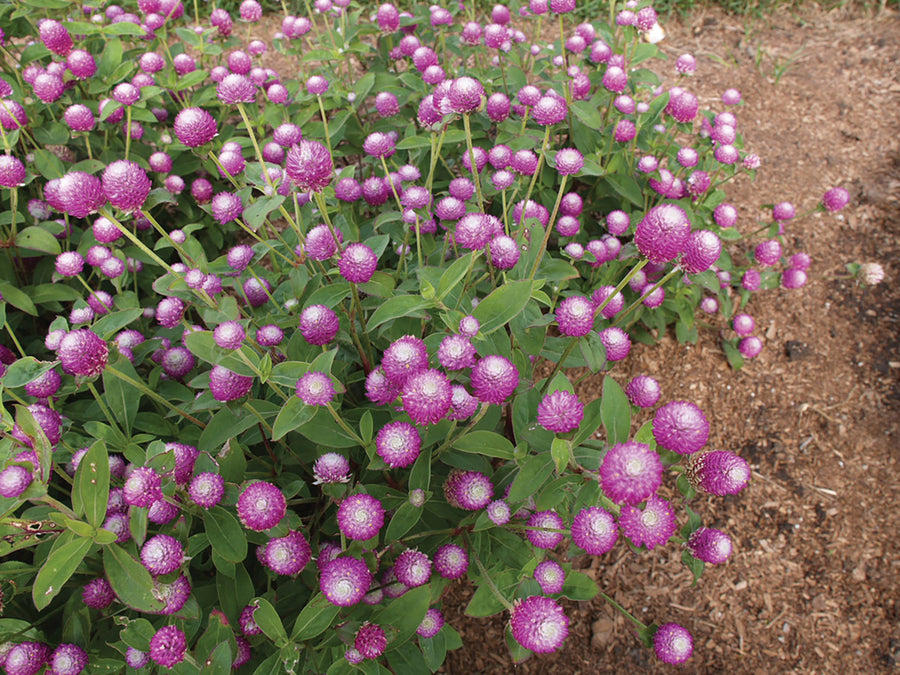 Gomphrena, Audray Bicolor Rose