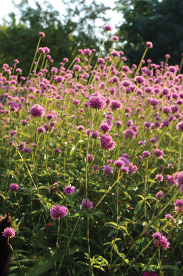 Gomphrena, Fireworks