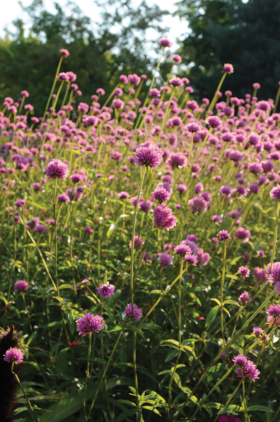 Gomphrena, Fireworks