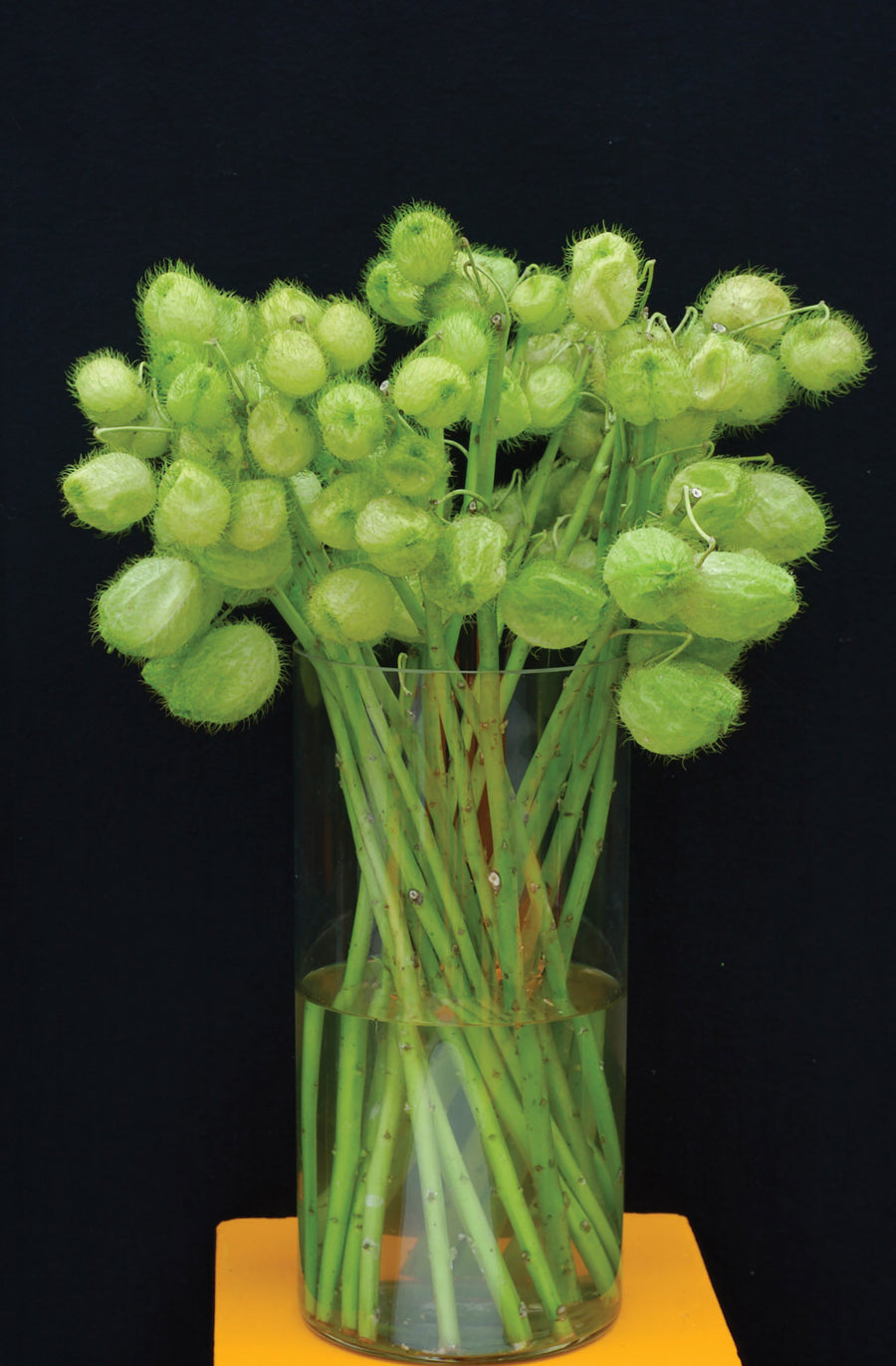 Gomphocarpus, Balloon Cottonbush