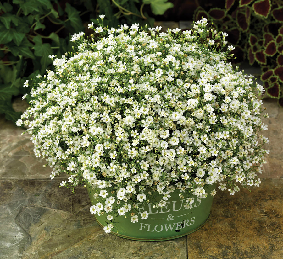 Gypsophila, Gypsy White Improved