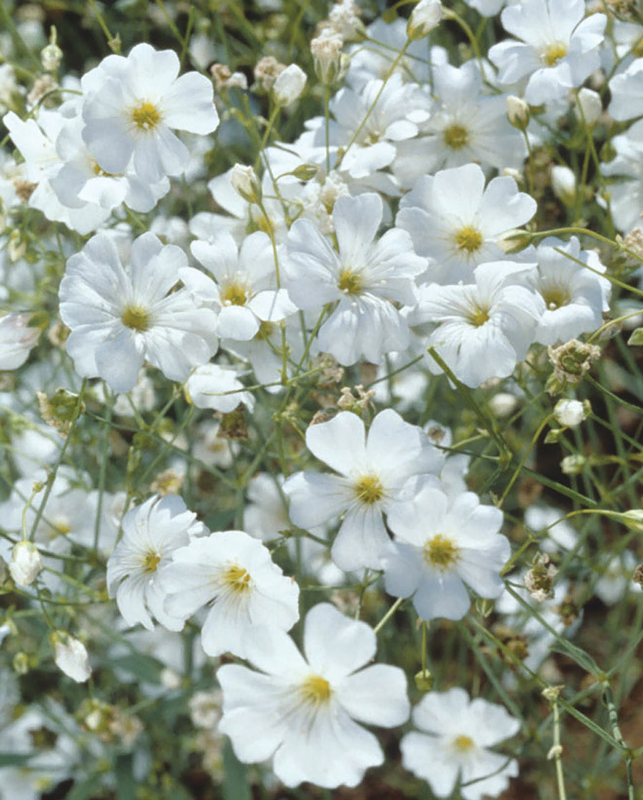 Baby's Breath, Covent Garden