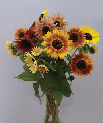 Helianthus, Autumn Beauty